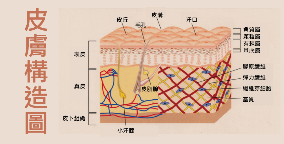 莘崴