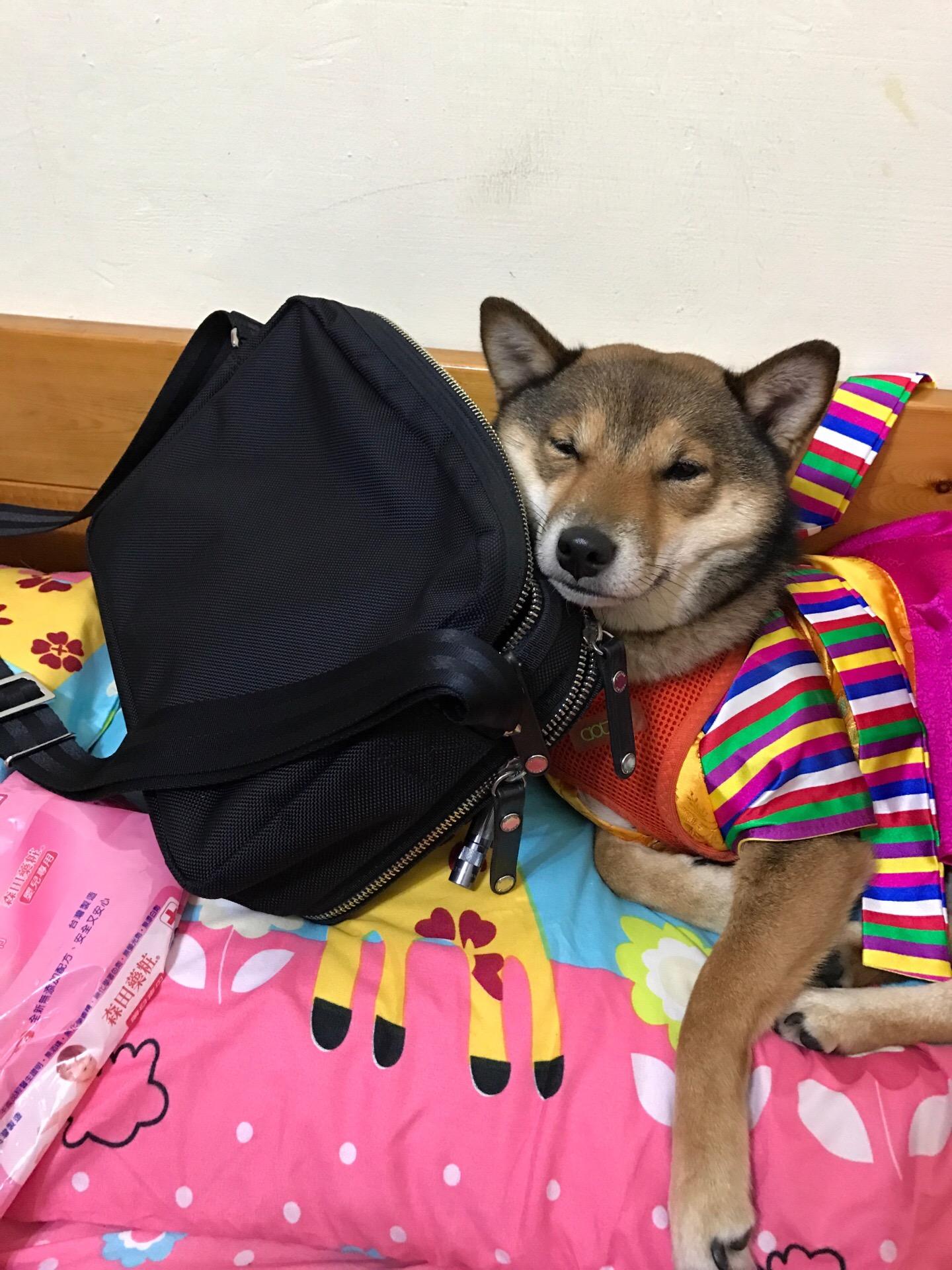 胡麻柴妹妹
