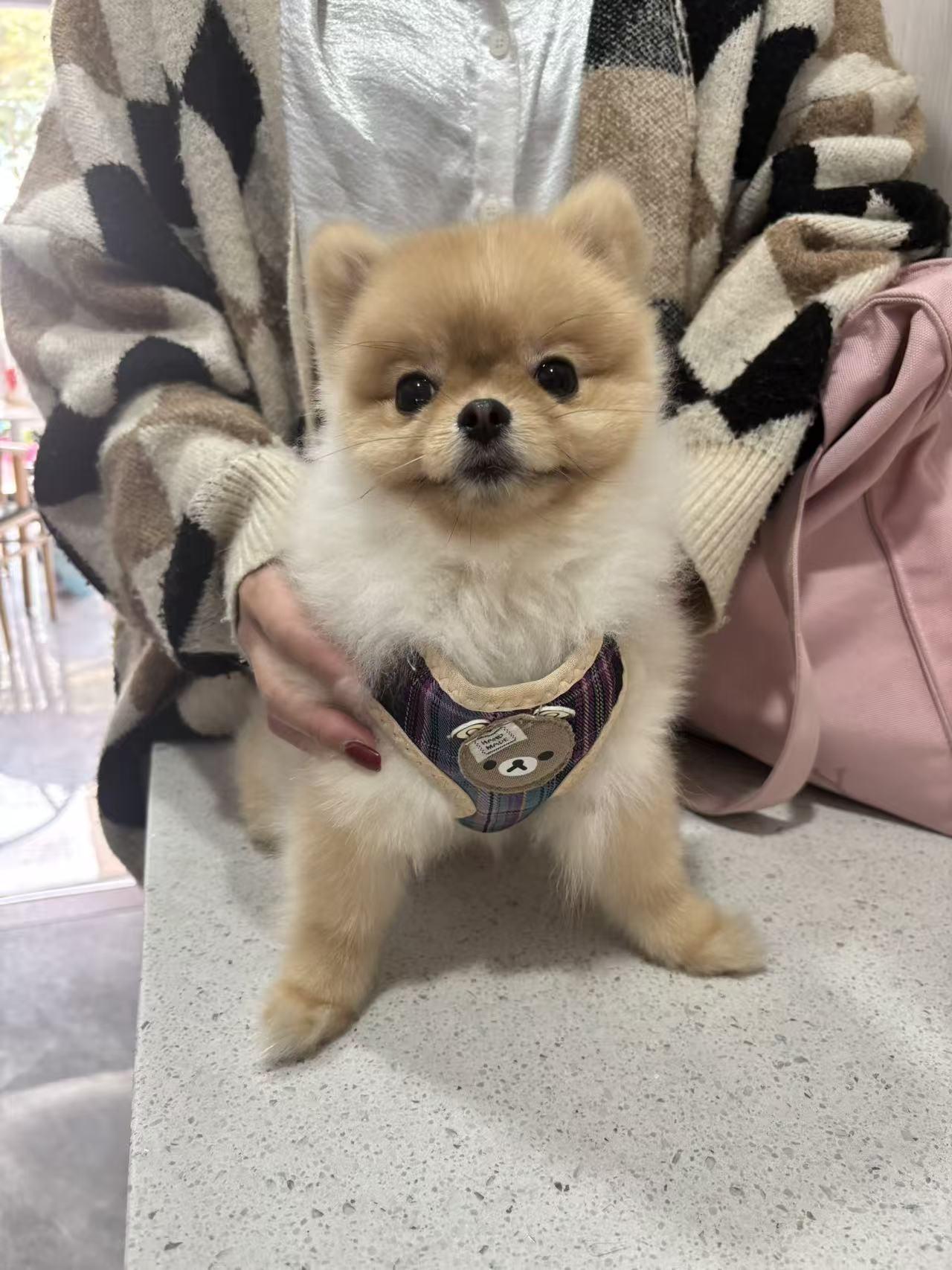喜喜妹