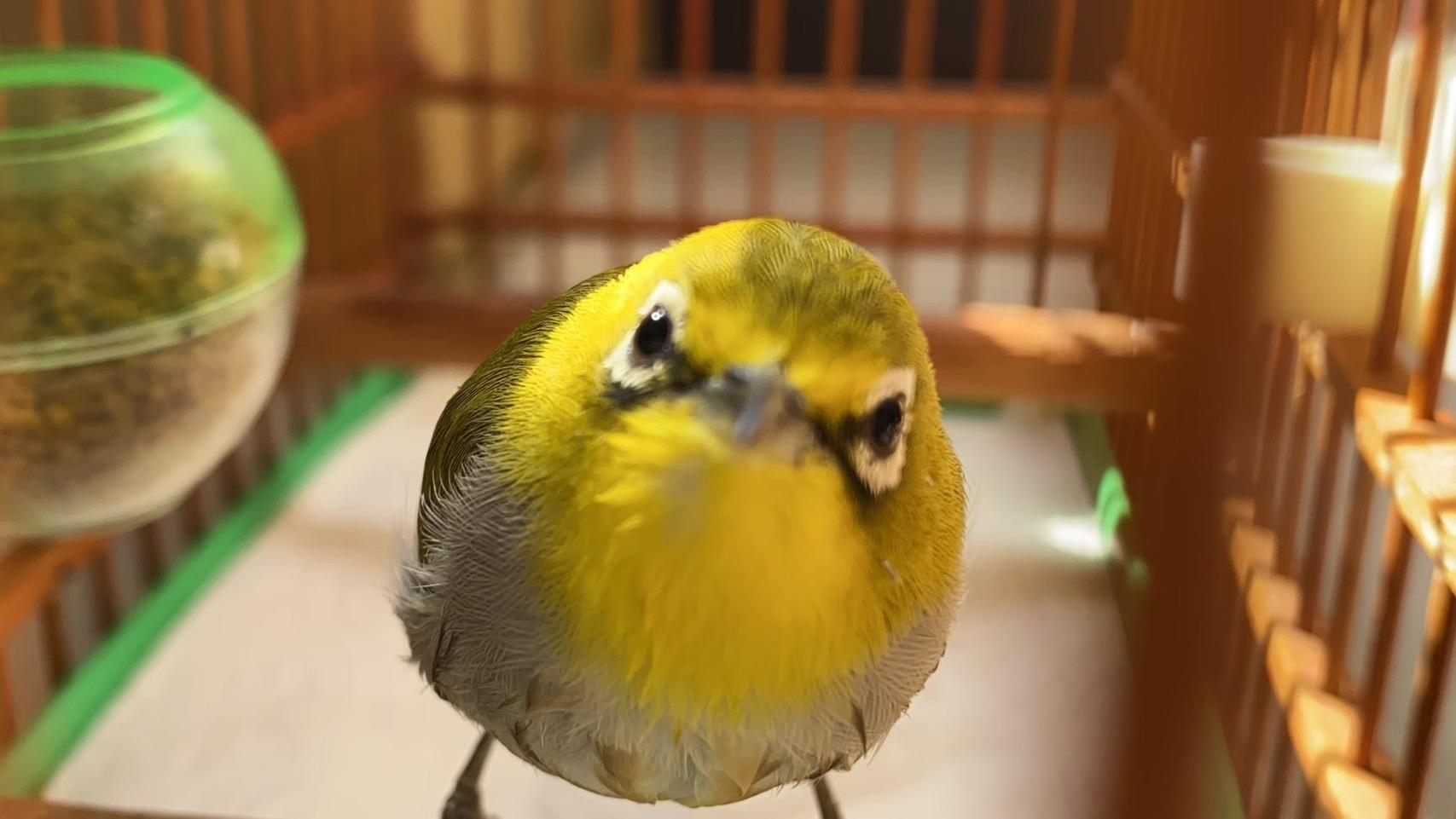 ㄠㄠ